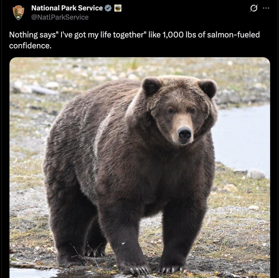 Enormous brown bear on a riverbank described as 1,000 pounds of salmon-fueled confidence