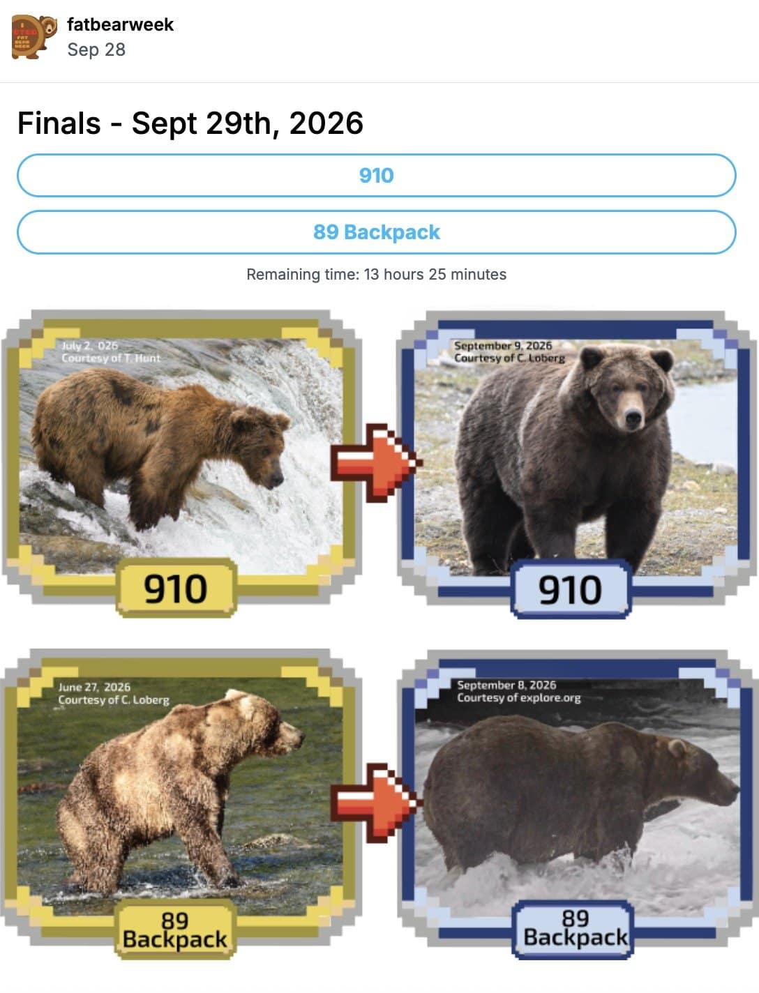 Fat Bear Week 2026 finals poll pitting Bear 910 against 89 Backpack with before and after photos