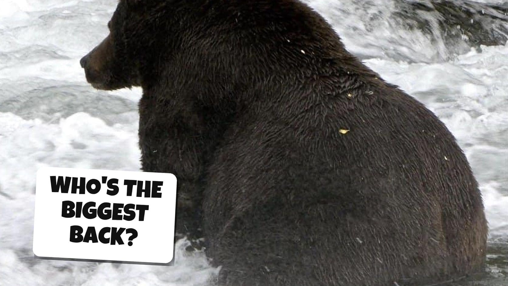 Huge brown bear seen from behind in white rapids at Brooks Falls during the Fat Bear Week 2026 final between Backpack and 910.