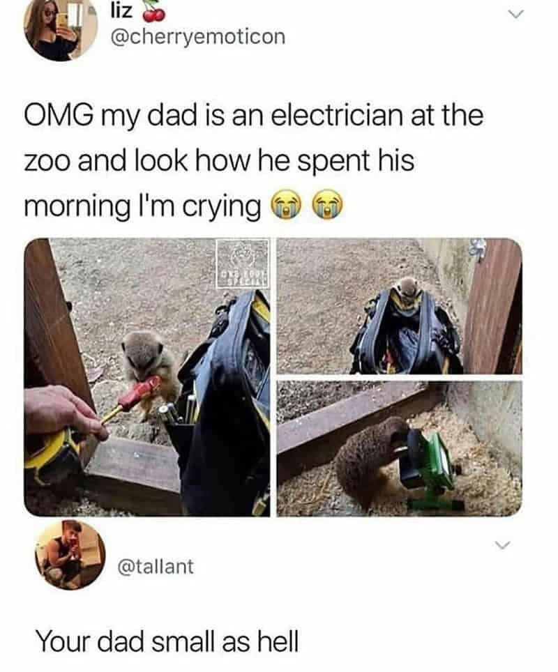 Tweet showing a zoo electrician father interacting with a meerkat paired with a funny comment roasting the dad's miniature size.