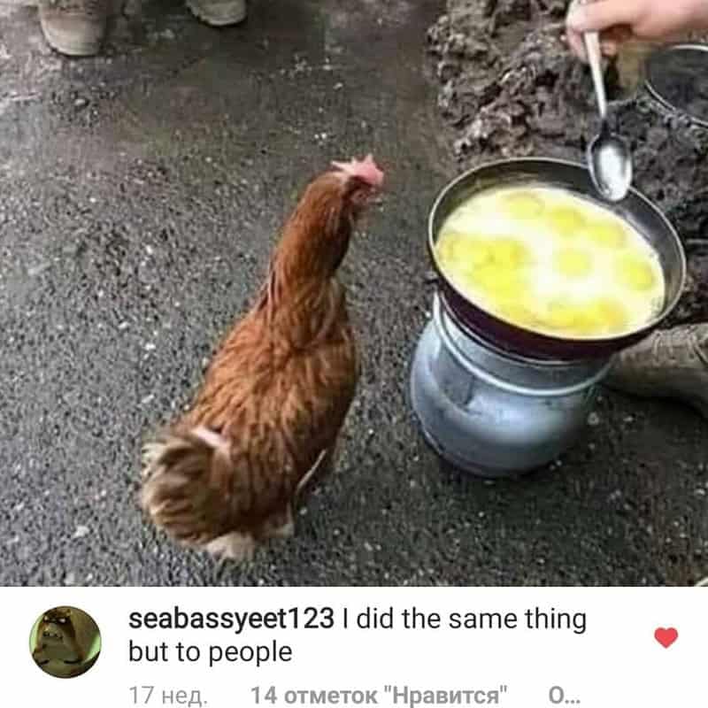 Brown hen watching scrambled eggs fry in a pan on a camping stove paired with an unhinged funny comment.