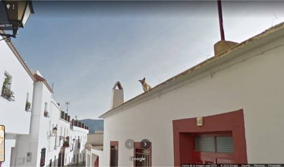 Dog standing on the peak of a white rooftop above a narrow Spanish village street.