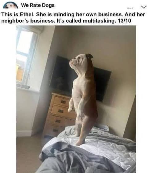 Funny dog meme featuring a bulldog standing on two hind legs peering outside curiously.