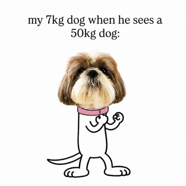 Funny dog meme illustration of a small dog holding up fists ready to fight.
