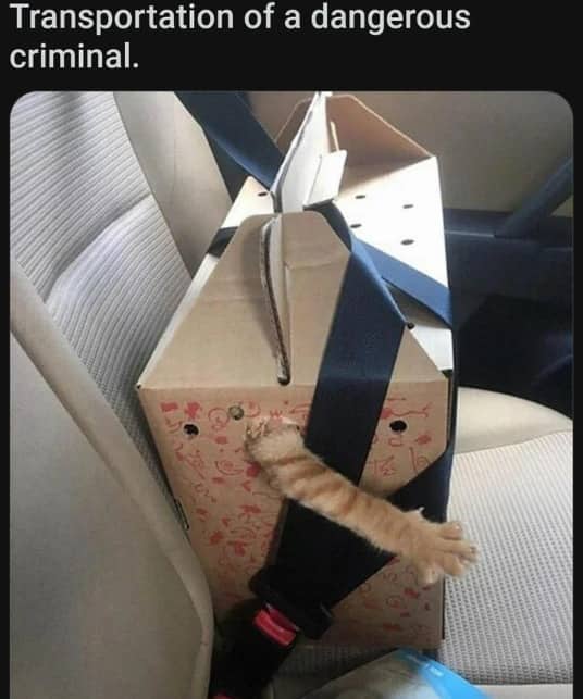 Funny cat meme showing orange paw reaching out of cardboard box secured by seatbelt.