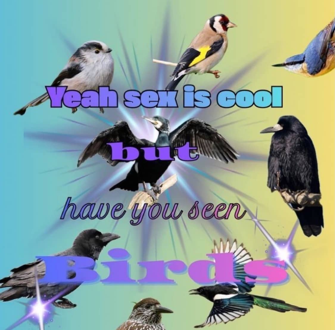 Aesthetic bird collage graphic with colorful overlay text for a funny nature meme.