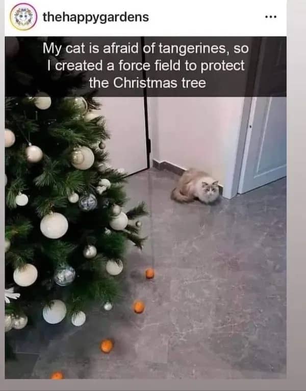 Fluffy cat sitting far away from Christmas tree guarded by tangerines funny meme.