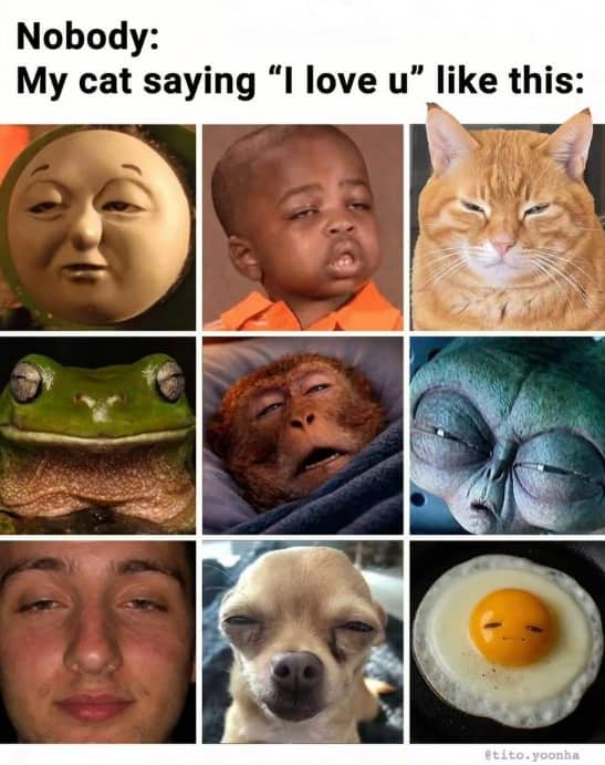 Funny memes photo collage comparing various squinting faces to a cat showing love.