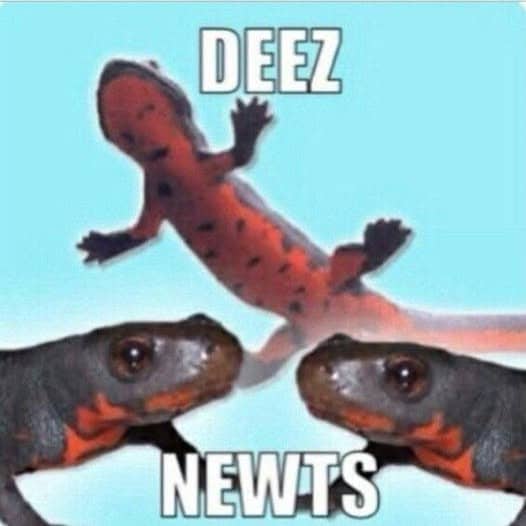 Red salamanders featured in a Deez Nuts wordplay pun photo funny memes gallery.