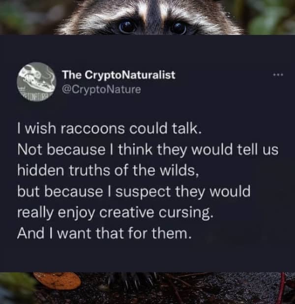 Raccoon photo with tweet about wishing raccoons could talk and swear funny memes.