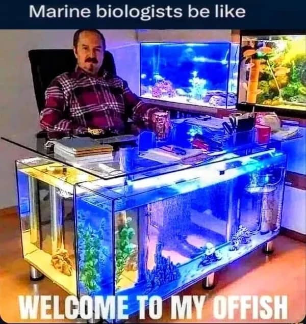 Man sitting at glass desk filled with water and fish next to funny memes text.