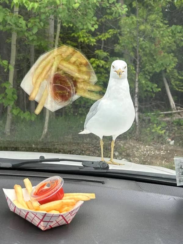 Seagull standing on car hood staring intensely at french fries sitting on the dashboard.