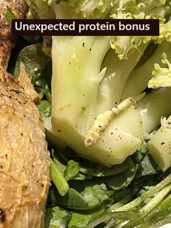 Green caterpillar crawling on steamed broccoli inside a salad bowl representing a totally bad day.