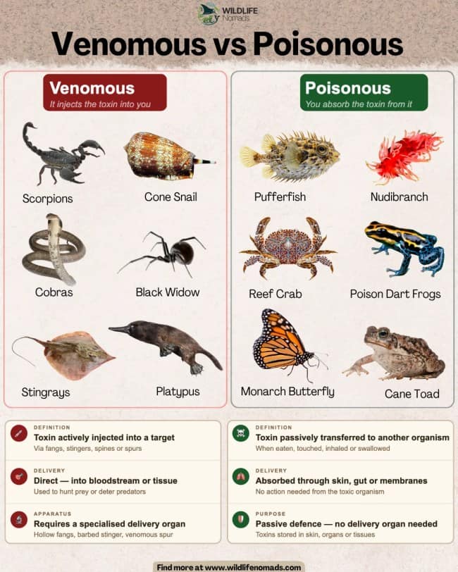 Venomous versus poisonous animals explained, a wildlife entry in these interesting infographics.