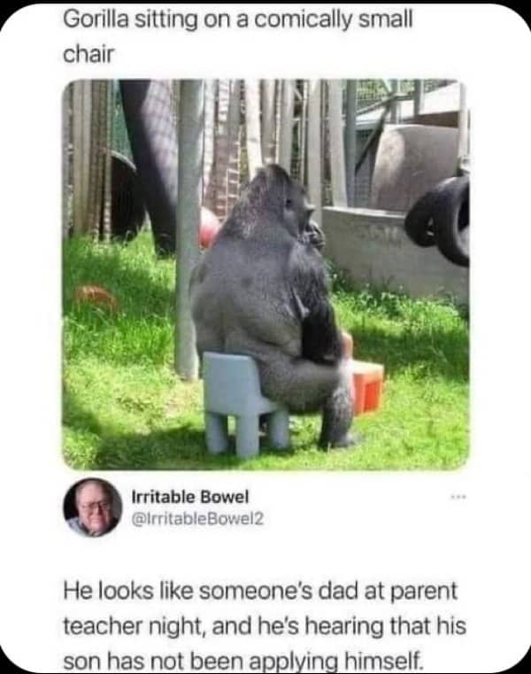 Gorilla sits hunched on a comically small plastic chair, looking exactly like a lectured dad.