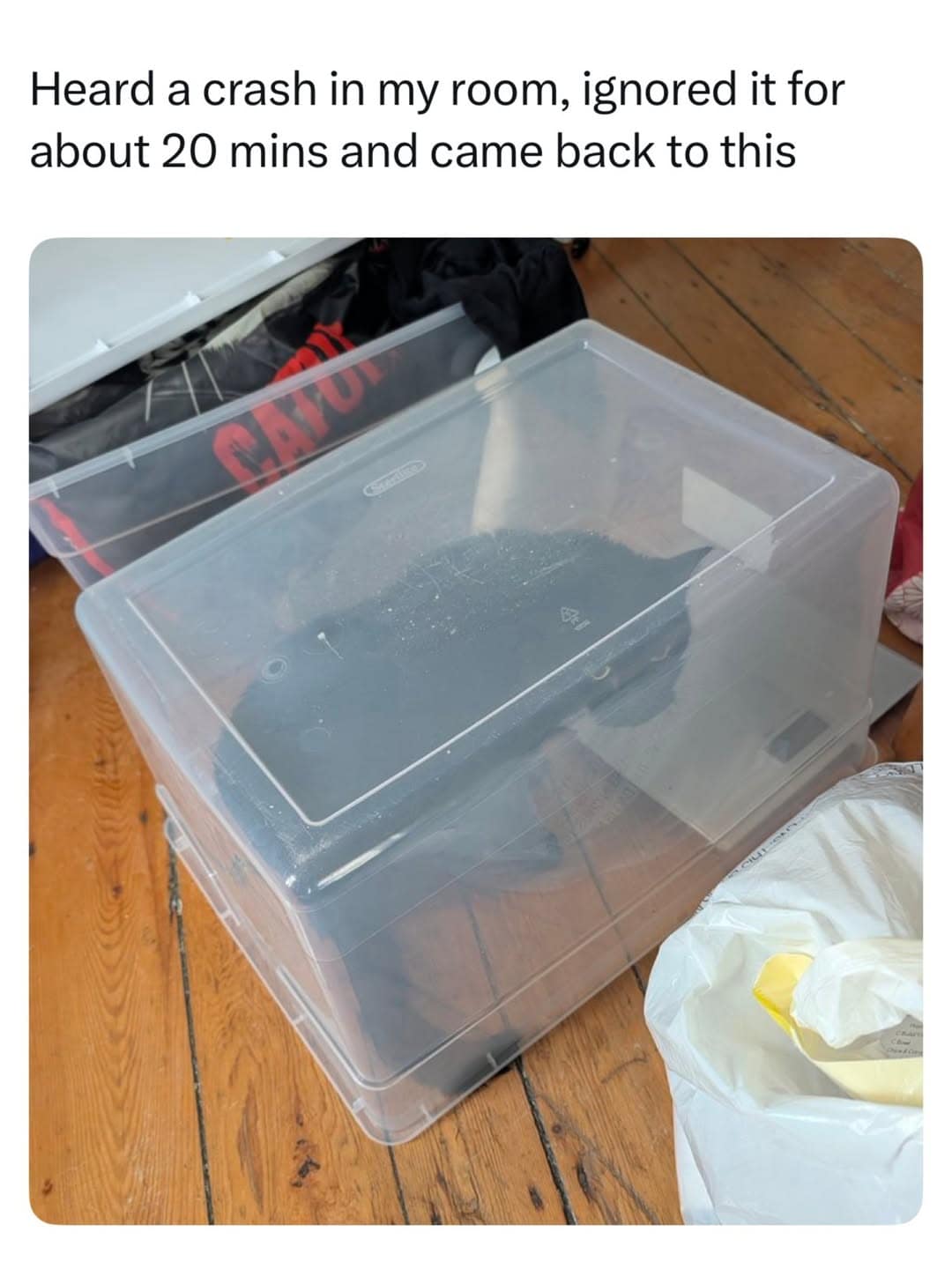 A meme dump photo of a black cat accidentally trapped inside a clear plastic storage bin on the floor after knocking the lid over itself.