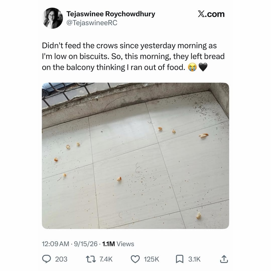Tweet showing pieces of bread left on a balcony by wild crows caring for their human in a meme dump.