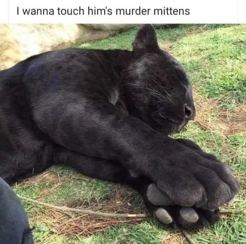Black panther sleeping peacefully on grass with massive front paws exposed, captioned wanting to touch its 'murder mittens' in a meme dump.
