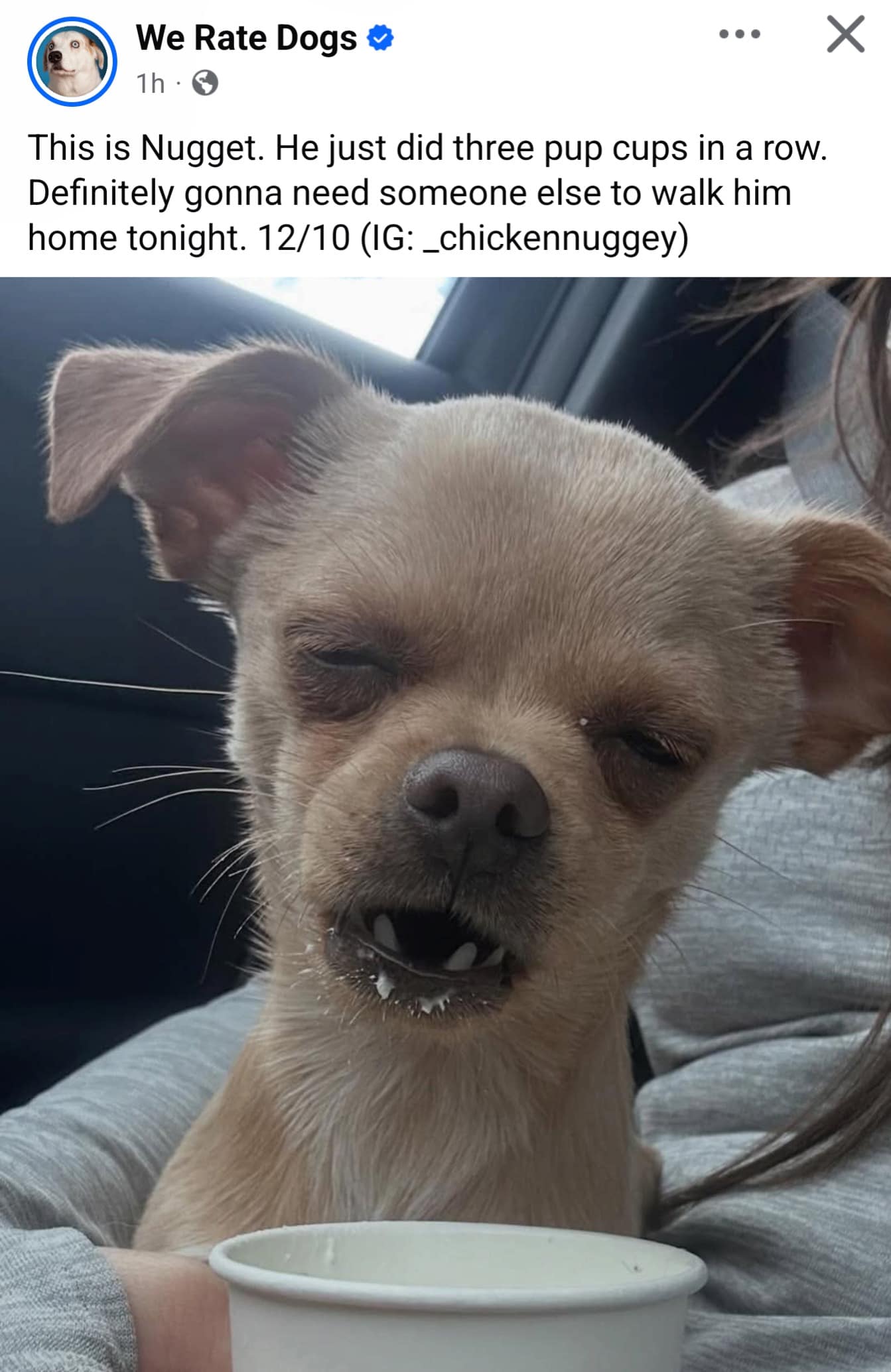 A meme dump photo of a dazed, milk-mustached Chihuahua named Nugget looking utterly passed out after three whipped cream pup cups.