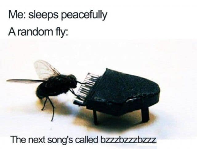 Close-up of a housefly sitting at a tiny miniature grand piano, captioned about ruined sleep in a meme dump.