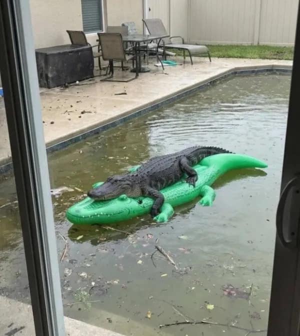 Photo of an actual live alligator casually sunbathing on a green inflatable alligator pool float in a backyard pool in a meme dump.