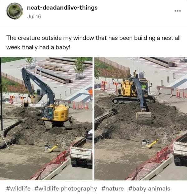 Construction site photo of a large excavator next to a small compactor framed as a wild animal mother giving birth in a funny memes post.