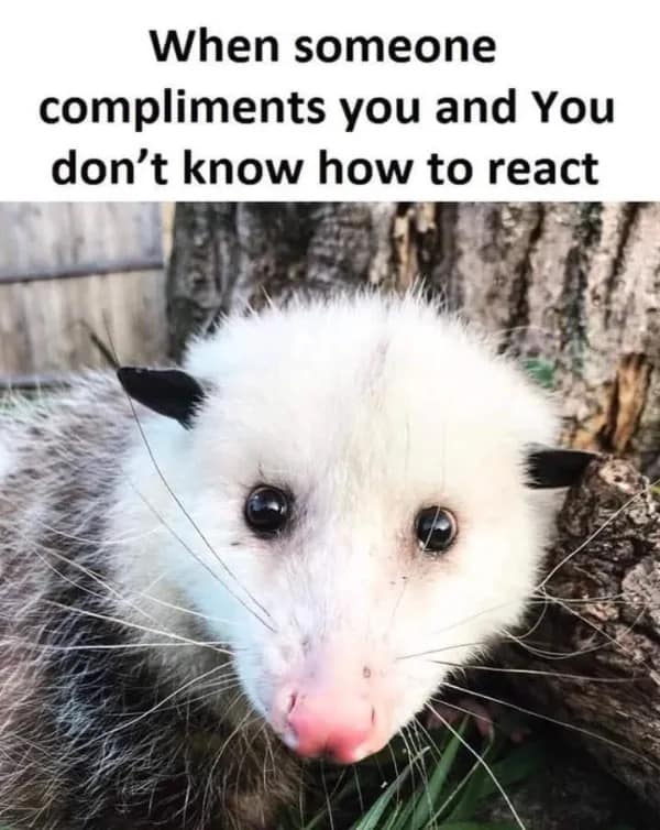 Wide-eyed emotional opossum looking startled by an unexpected compliment in a meme dump.