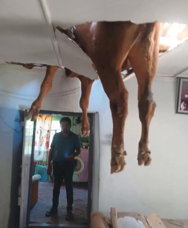 Real horse legs crashing through a residential drywall ceiling while a man stands below in a funny memes photo.