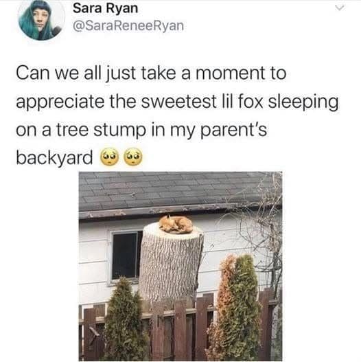Meme dump bonus: a tiny fox asleep on a tree stump in a backyard.