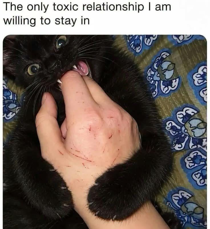 Black kitten chomping on a scratched hand, captioned as the only toxic relationship worth keeping.