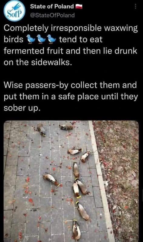 Drunk waxwing birds lying on a sidewalk after eating fermented fruit, per a Polish tweet.