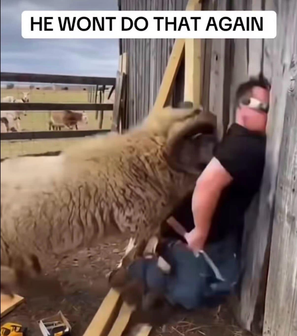 A meme dump photo of a farmer pinned forcefully against a wooden barn wall by a aggressive ram with the text 'HE WONT DO THAT AGAIN'.