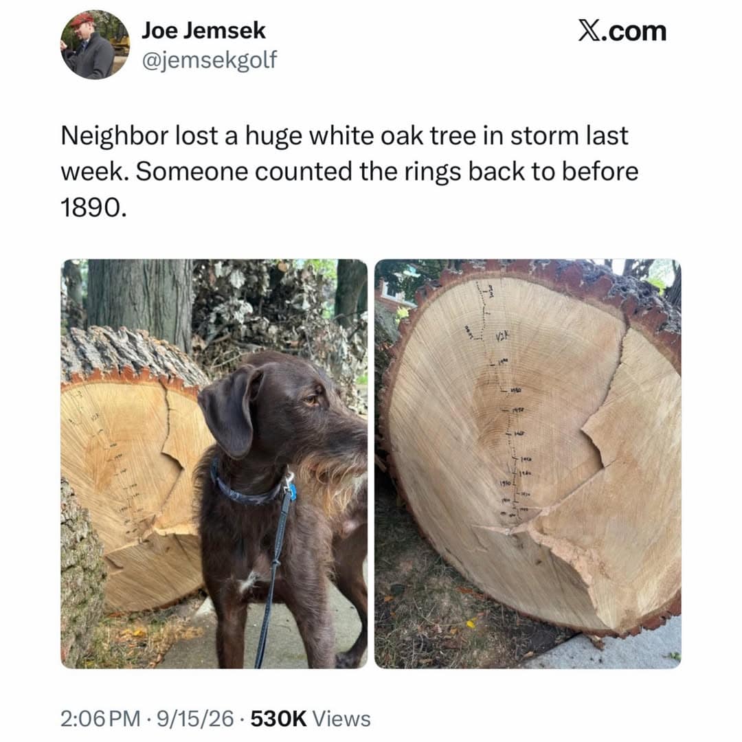 Photo of a massive fallen white oak tree cut trunk with growth rings labeled back to the 1800s next to a brown dog in a meme dump.