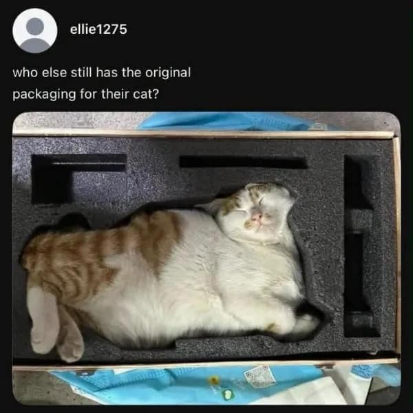 Photo of a tabby cat curled up sleeping inside a custom foam packaging cutout, captioned about keeping original cat packaging in a meme dump.