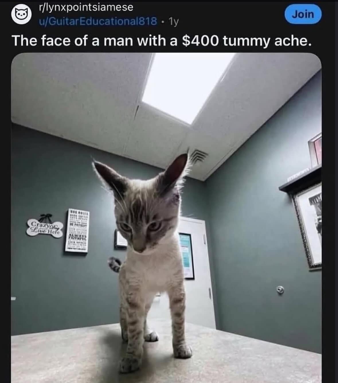 Cat standing aggressively on an exam table at a vet clinic, captioned as the face of a cat with a 400 dollar tummy ache in a meme dump.