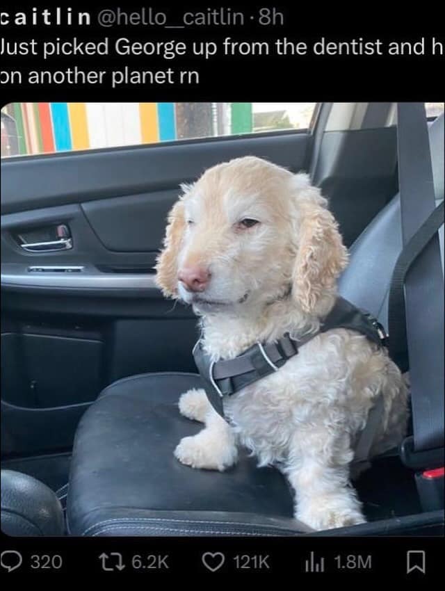 Photo of a small scruffy dog in a car harness looking dazed and high after a veterinary dental visit in a meme dump.