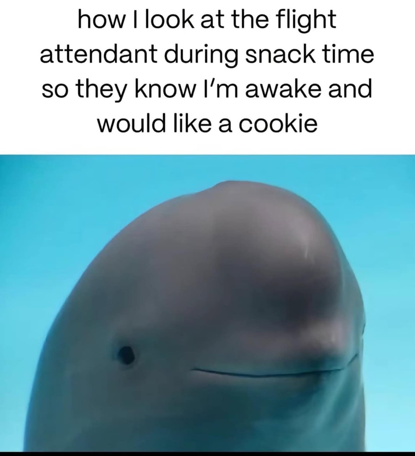 Smiling beluga whale looking up attentively captioned as silently asking a flight attendant for cookies in a meme dump.