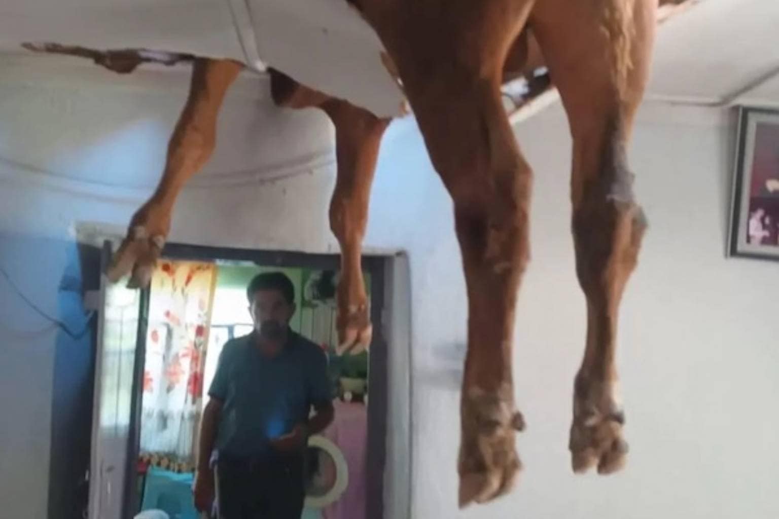 A wildly chaotic meme dump collection capturing everyday absurdities, featuring a pet dog dazed after a veterinary dental visit, an electrician snake-charming wiring with a flute, and a real horse breaking through a living room ceiling.