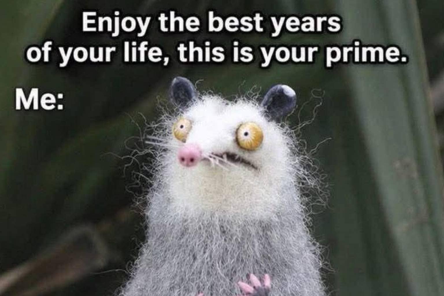 An expansive meme dump collection showcasing chaotic internet humor and daily life absurdities, featuring a hard-hat-wearing Subway sandwich advertisement, a man holding a massive tablet to his ear like a mobile phone, and a wide-eyed frantic opossum questioning if this is the prime of life.