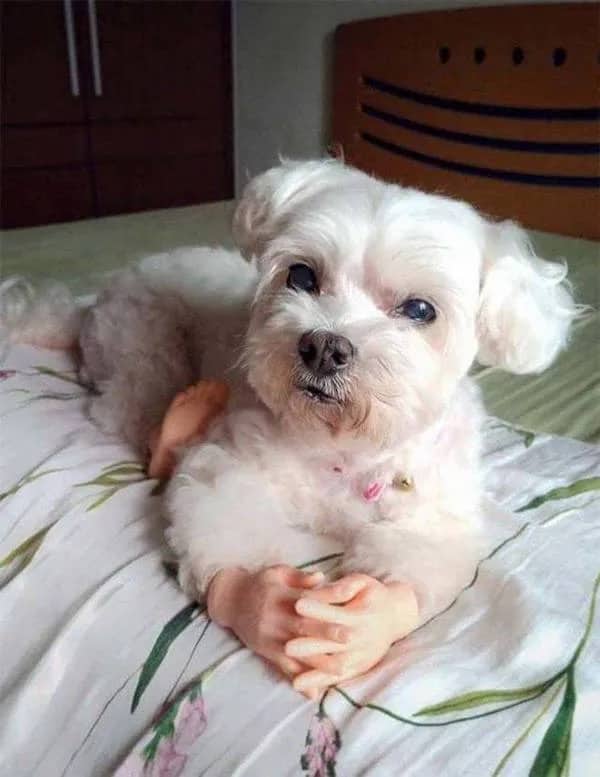 Cute white dog laying on bed with tiny fake human hands politely clasped together.
