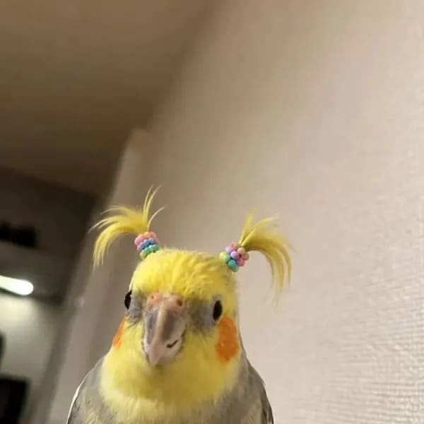 Small yellow cockatiel bird wearing colorful pigtails hairstyle made of beads in cute pet image.