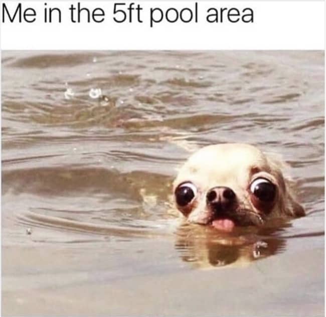 Small chihuahua swimming with head barely above water under funny pool depth meme caption.