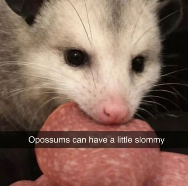 Close up opossum eating slice of salami funny memes with caption opossums can have a little slommy