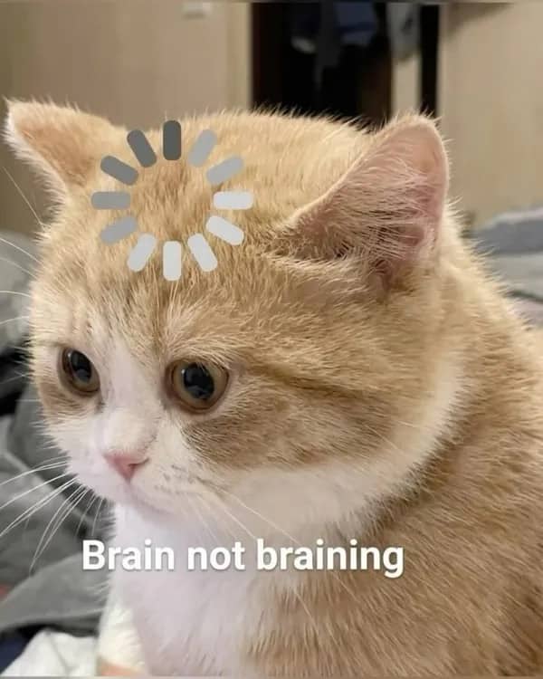 Funny cat meme featuring a confused kitten with a loading icon and brain not braining caption.