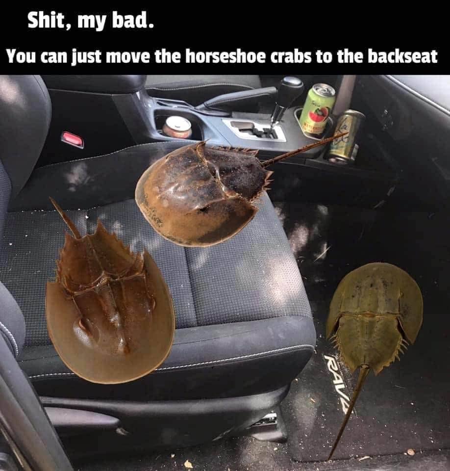 Funny car interior photo showing horseshoe crabs sitting in the front passenger seat.