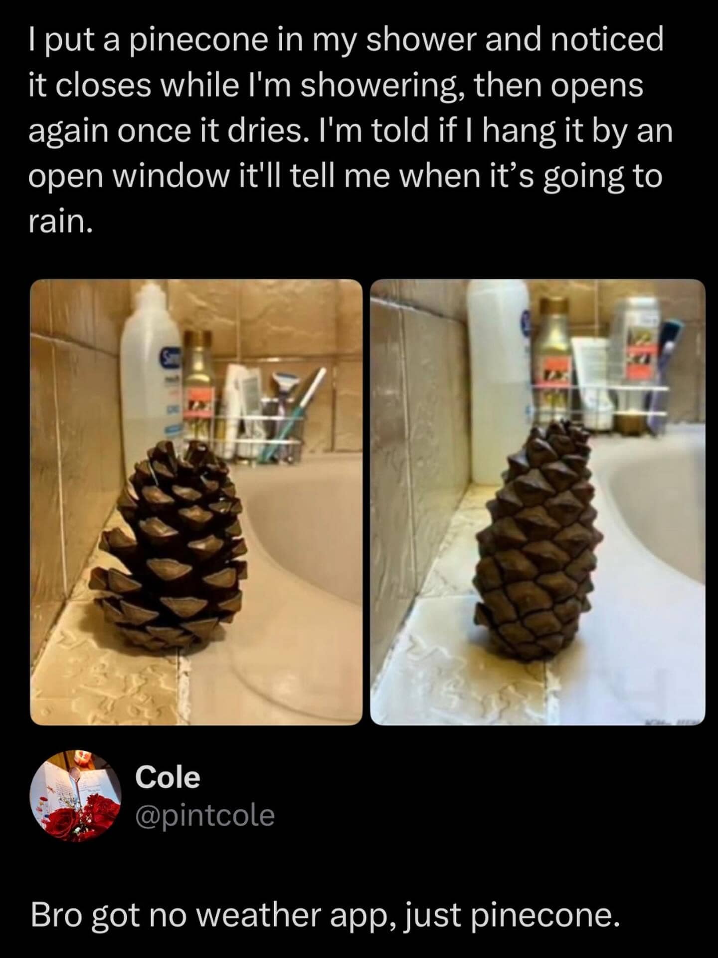 Funny meme about using a pinecone in the bathroom as an alternative weather app.