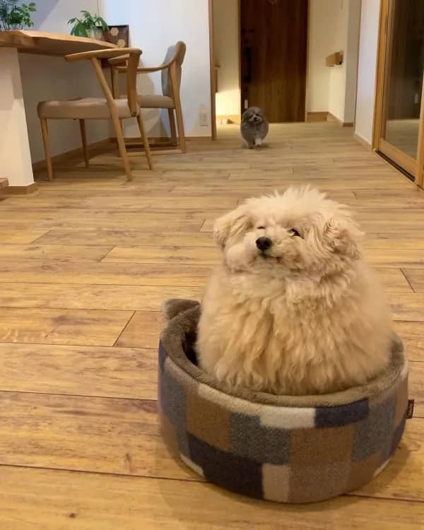 Extremely fluffy round dog sitting snugly inside a small round pet bed cushion.