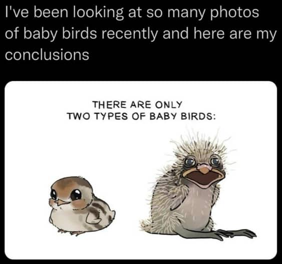 Illustration showing two types of baby birds funny meme comparison cute versus scruffy.