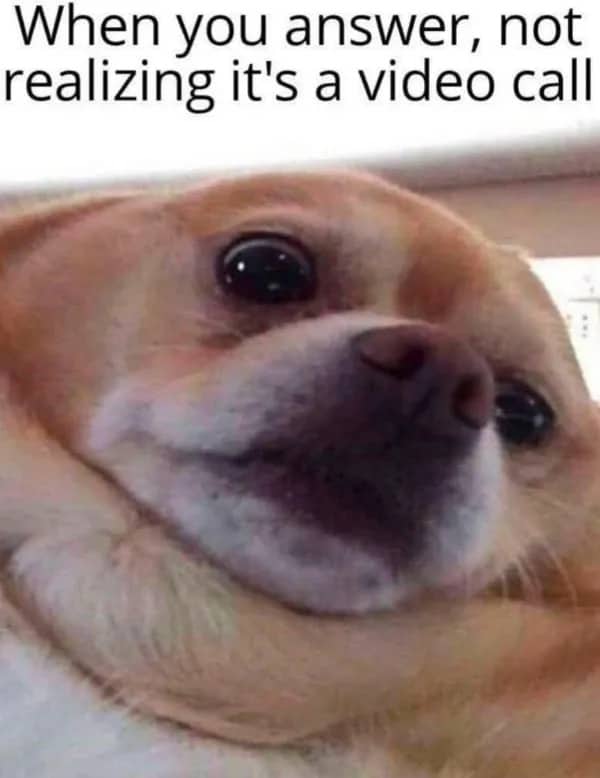 Funny dog meme showing a wide-eyed chihuahua reacting to accidentally answering a video call.