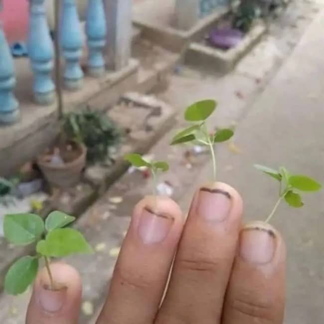 Three fingertips with tiny green sprouts growing out from under the nails.